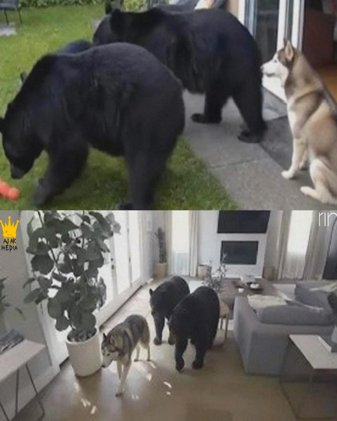 A Wild Invitation: The Husky and the Bears
