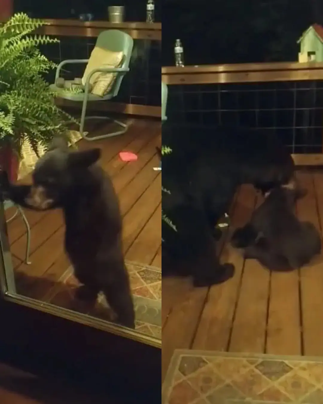 The Night the Bear Knocked at the Door.