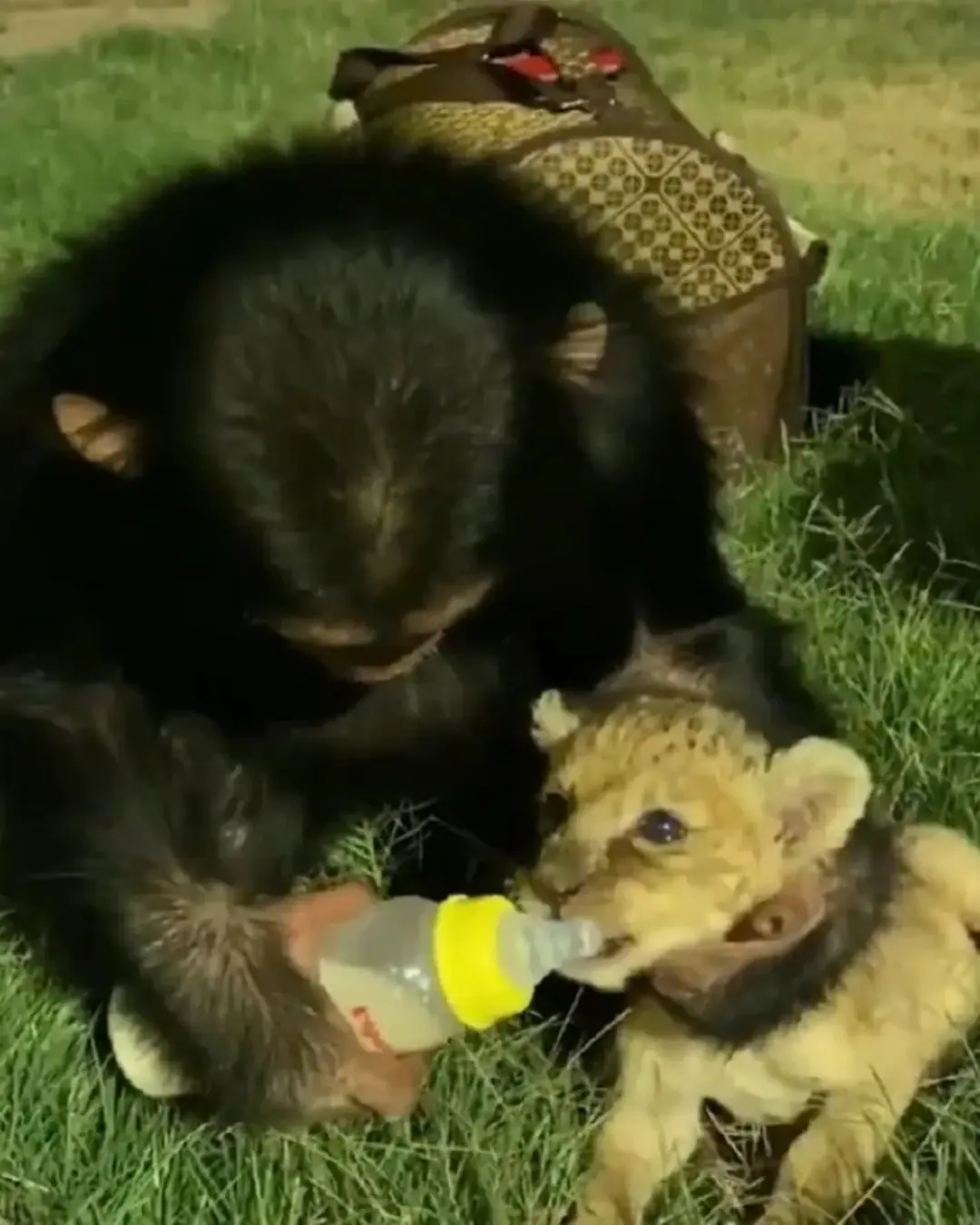 The Chimpanzee and the Lion Cub: A Love Beyond Species.