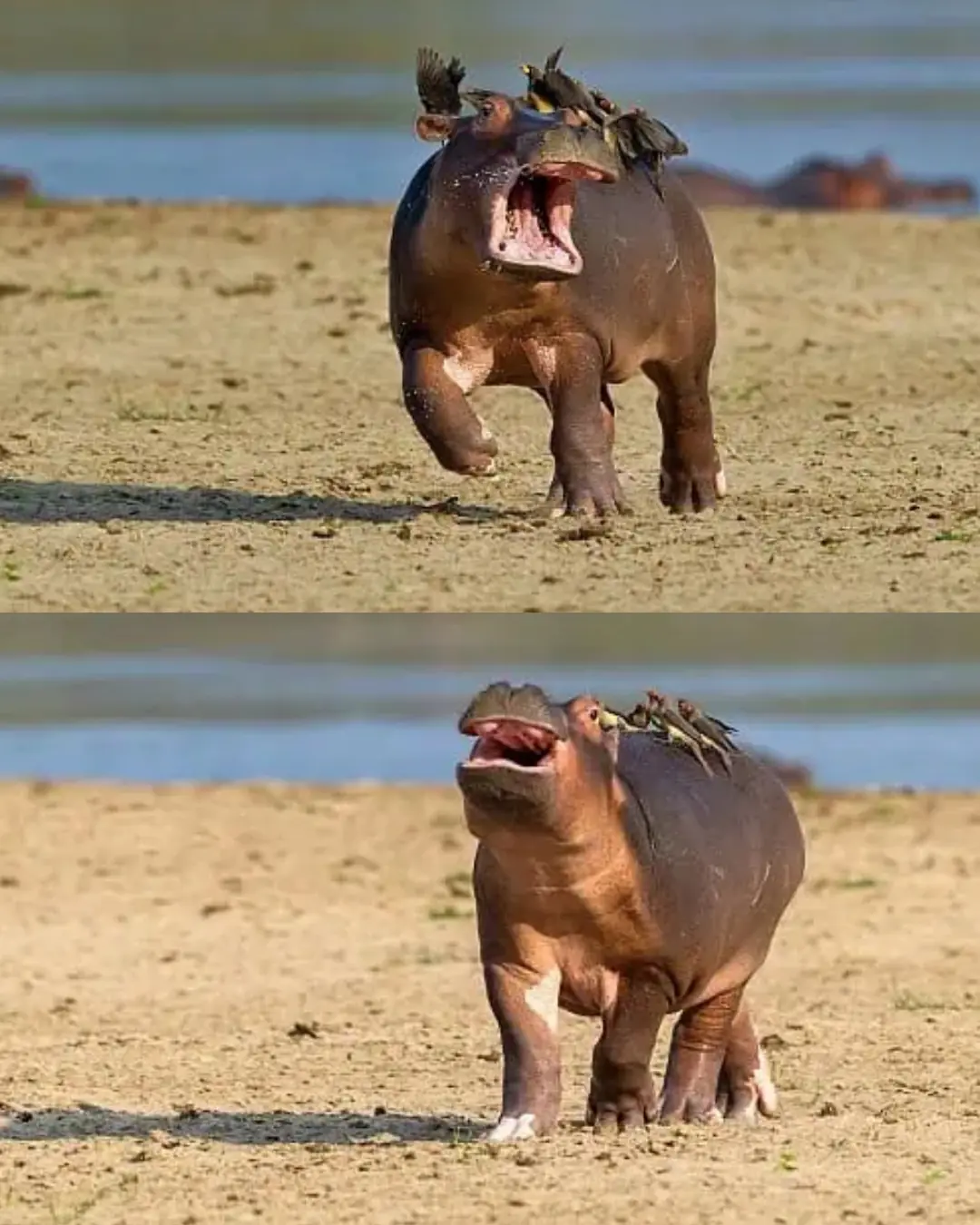 The Baby Hippo Who Just Wanted to Be Left Alone.