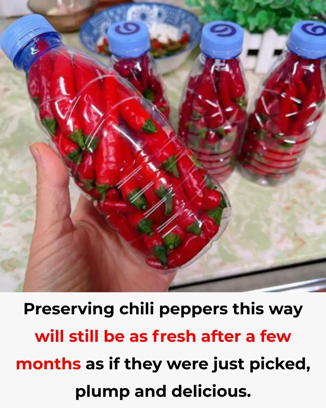 How to Store Chili Peppers So They Stay Fresh, Juicy, and Flavorful for Months