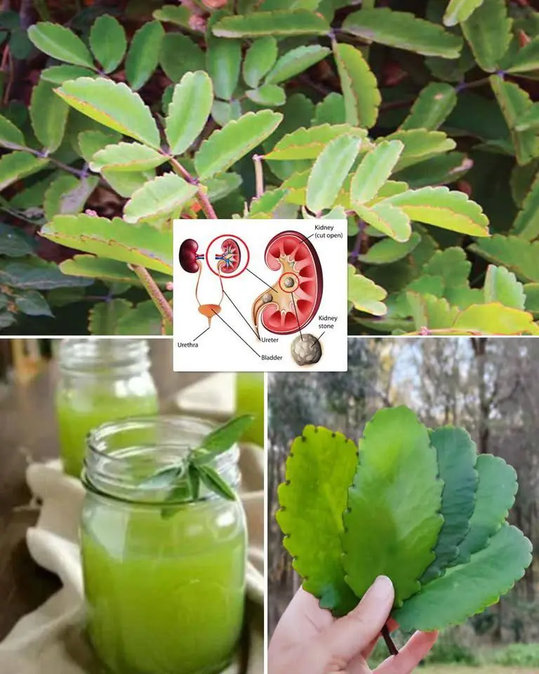 7 Benefits of the Miracle Leaf of Life
