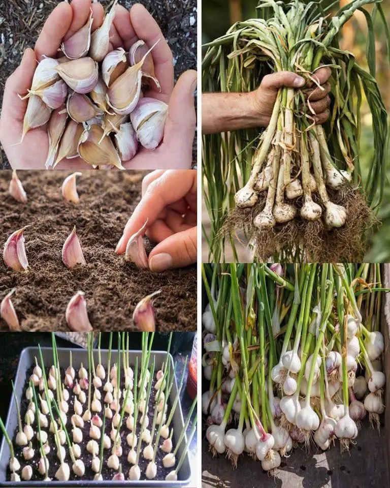 A special method to grow garlic in plastic bottles