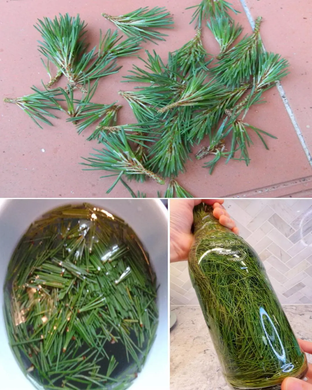 9 Health Benefits of Pine Needles