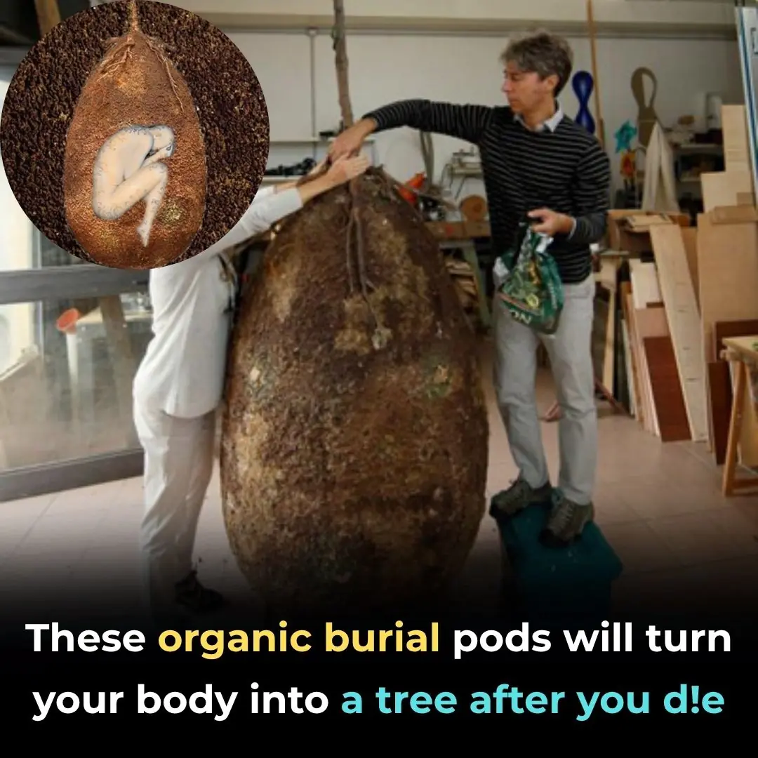 These organic burial pods will turn your body into a tree after you die