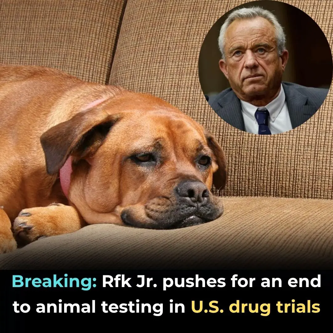 The Political Science Of Ending Animal Testing In The US