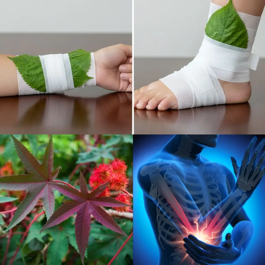 10 Powerful Benefits of Castor Leaves You Probably Didn’t Know About