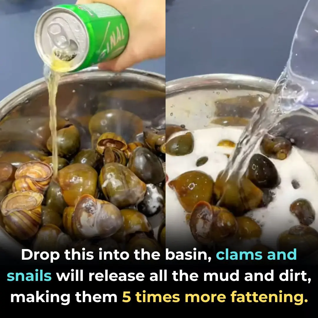 Drop this into the basin, clams and snails will release all the mud and dirt, making them 5 times more fattening.