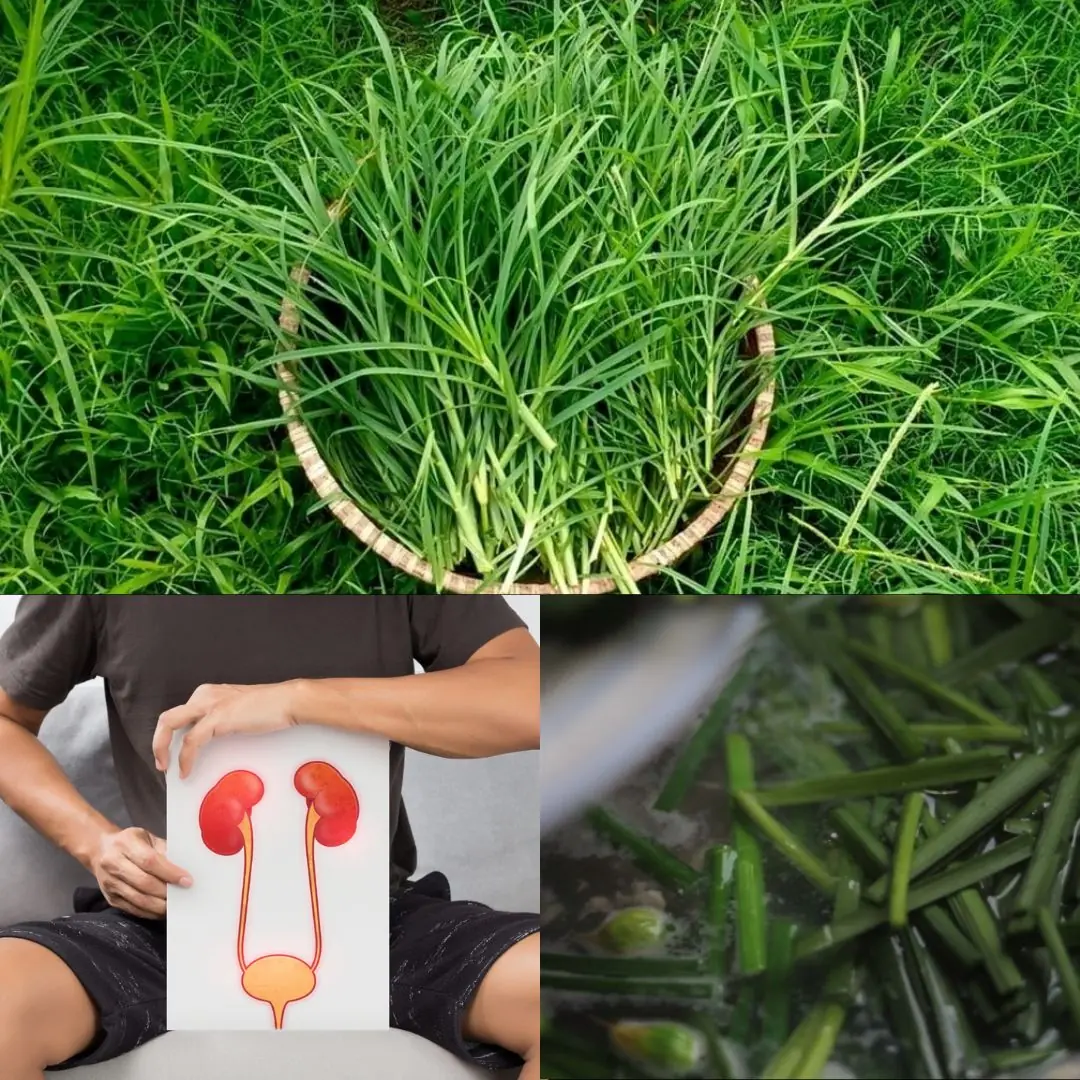 25 Incredible Health Benefits of Goosegrass
