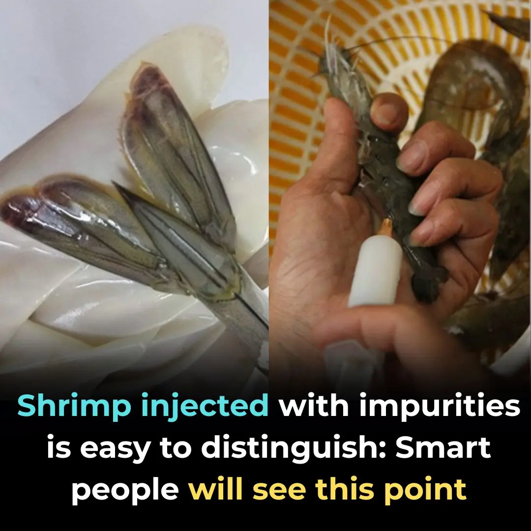 Shrimp injected with impurities is easy to distinguish: Smart people will see this point