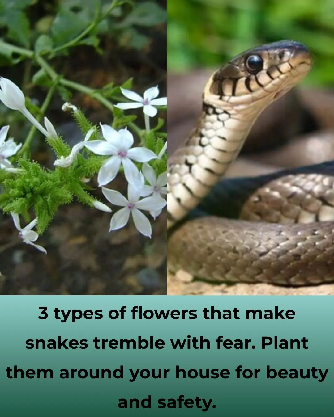 3 Flowers That Make Snakes Tremble — Natural Repellents You Can Grow at Home