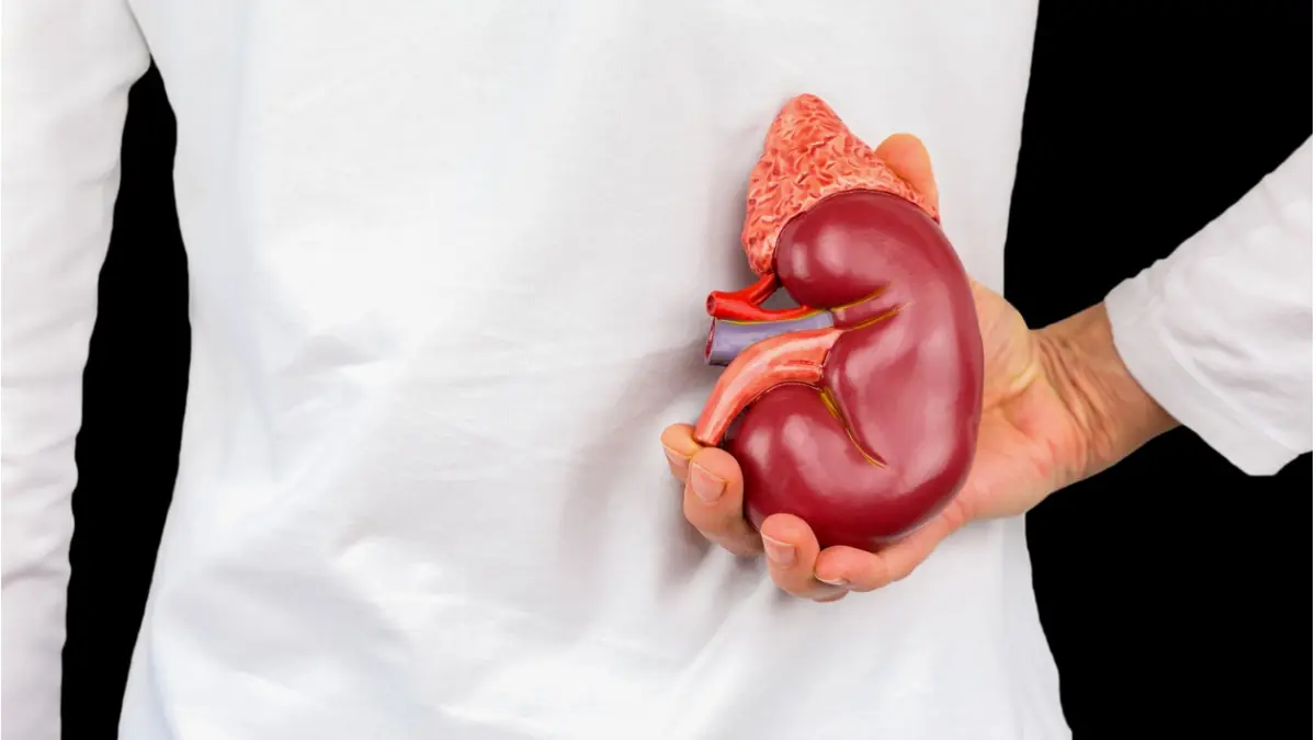 The #1 Food for Detoxifying and Supporting Kidney Health