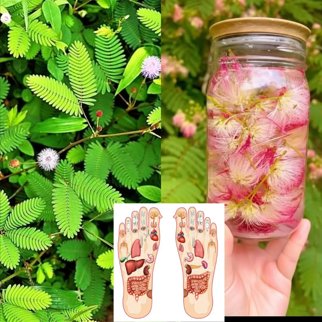 Mimosa Pudica Tea: How to Prepare and Health Benefits