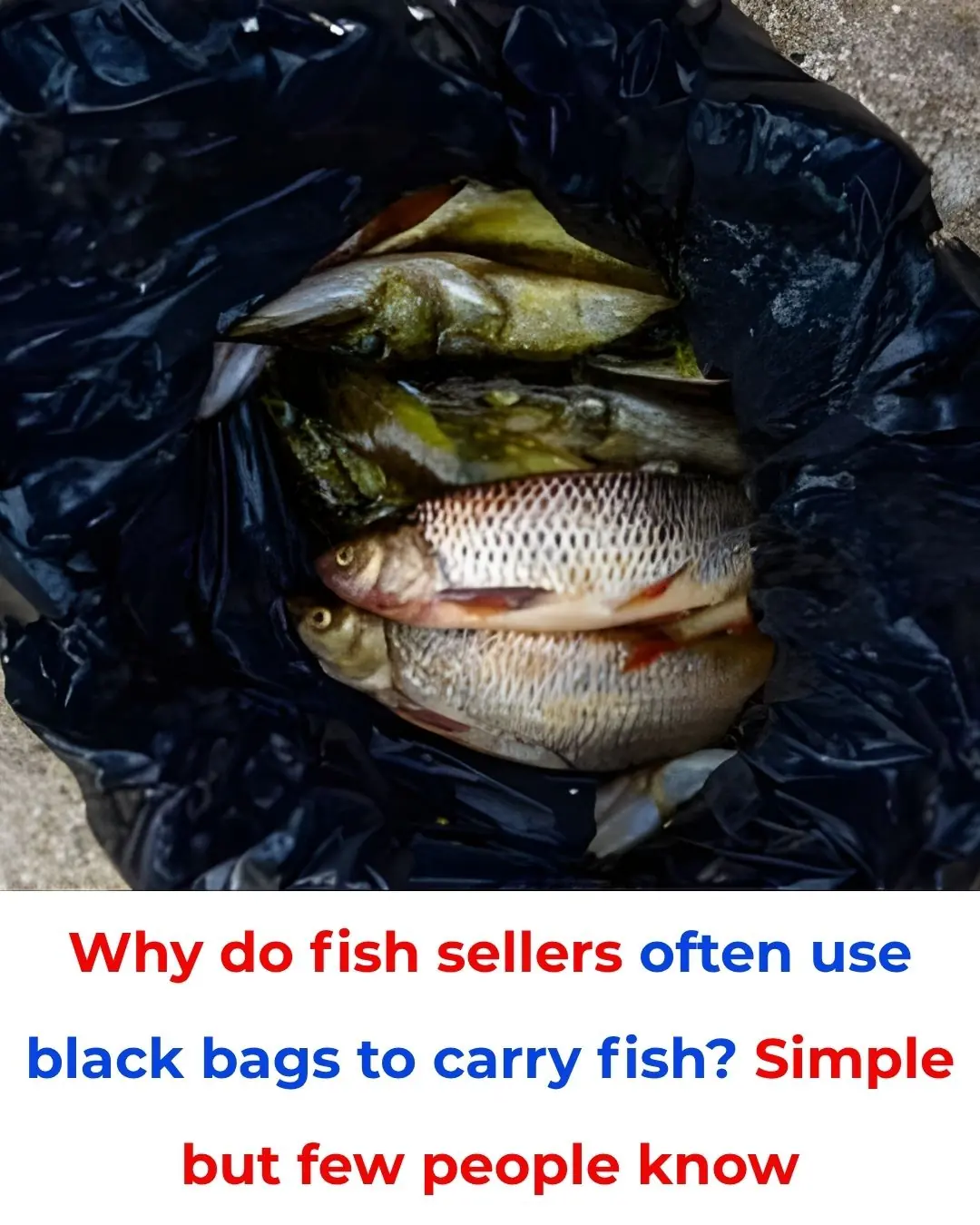 Why Do Fish Sellers Often Use Black Plastic Bags? A Simple Trick Few People Notice