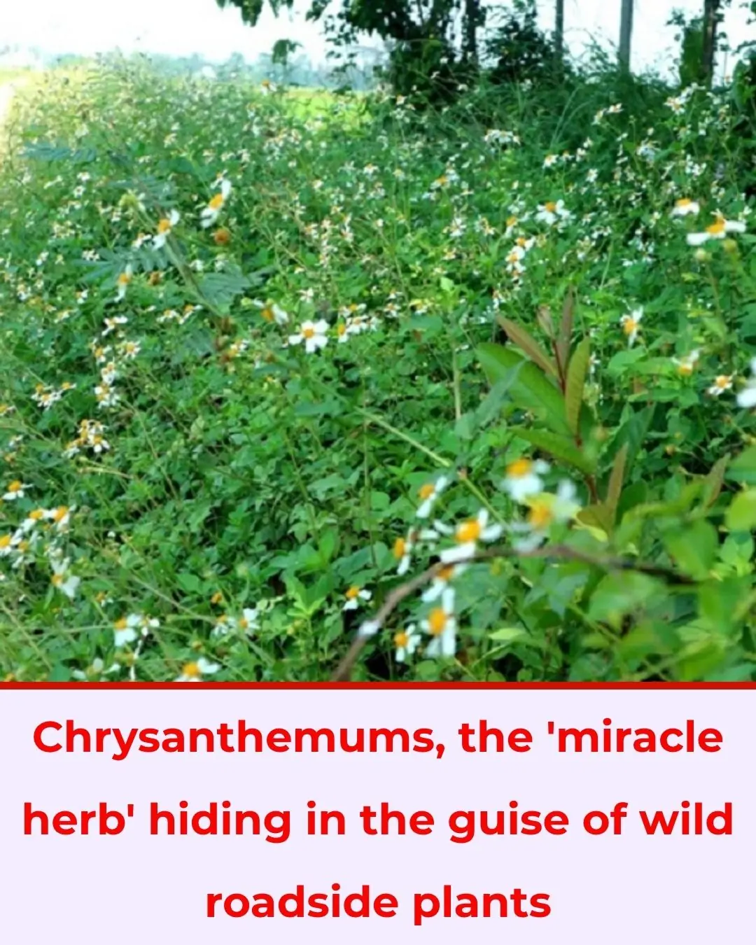 Aster flowers, the 'miracle cure' hidden in roadside wild plants