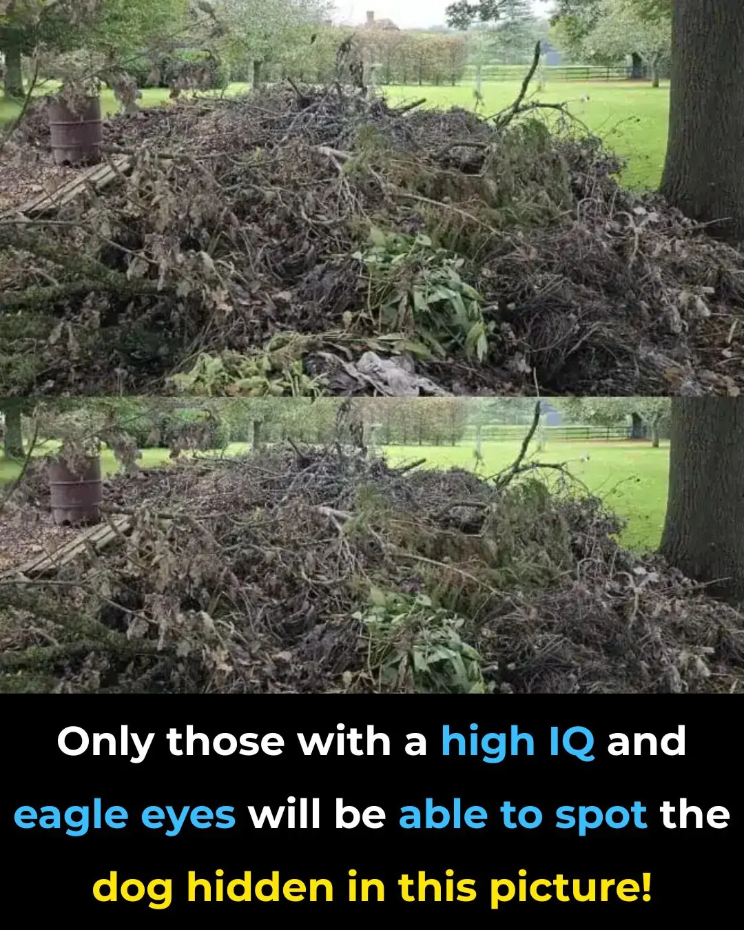 Can you spot the hidden dog? Only people with eagle eyesight can!