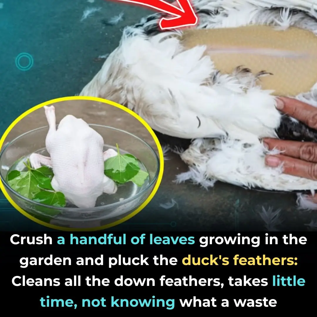 Crush a handful of leaves growing in the garden and pluck the duck's feathers: Cleans all the down feathers, takes little time, not knowing what a waste