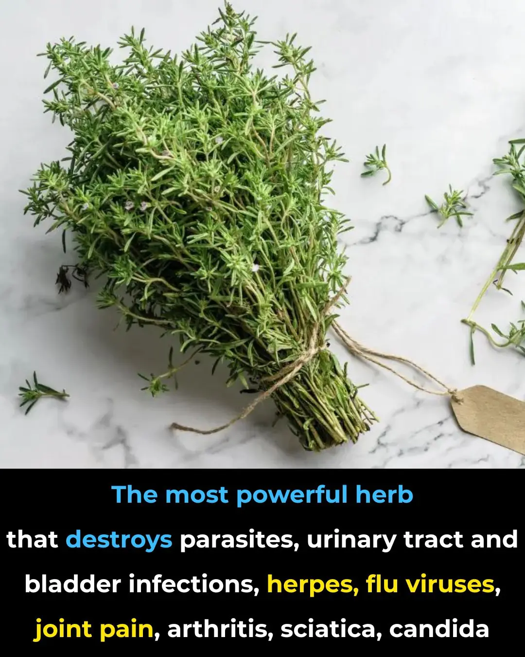 Oregano Oil: What Science Says About Its Antimicrobial Properties