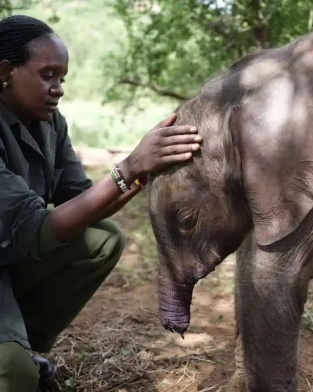 The Calf Who Cried for Help.