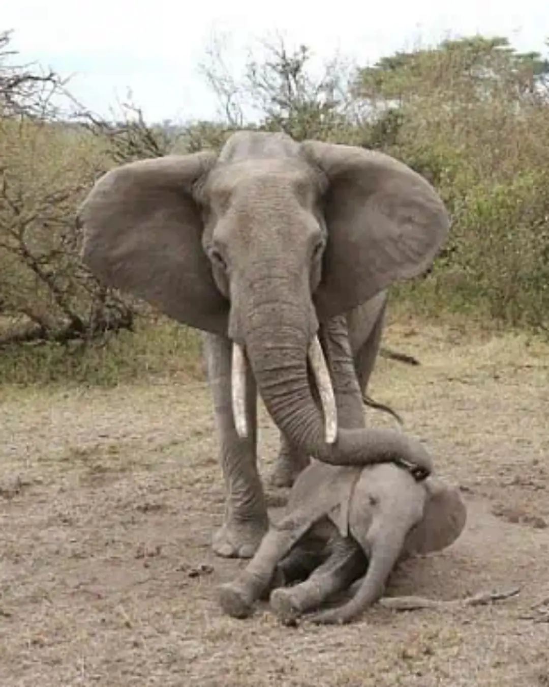 The Day a Mother Elephant Refused to Give Up.