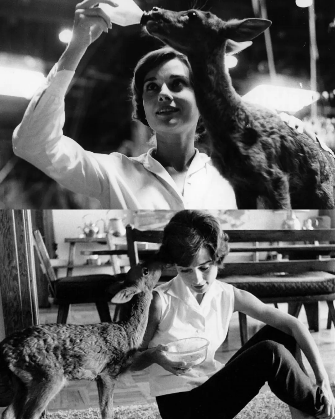 The Fawn Who Healed Audrey Hepburn’s War-Scarred Heart.