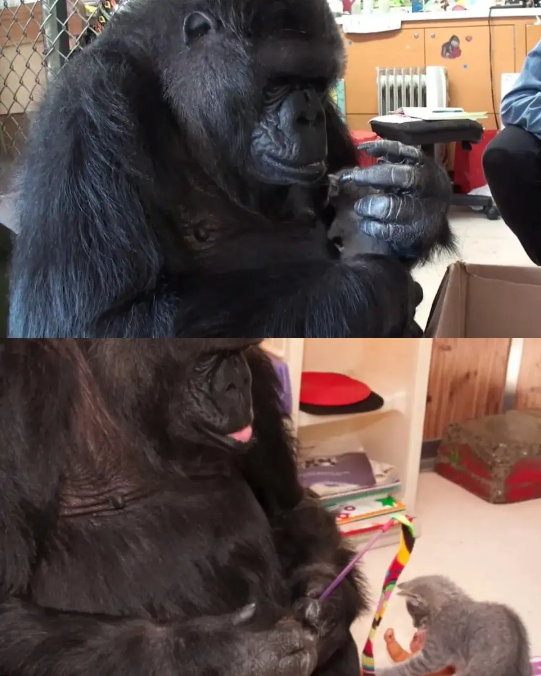 The Gorilla Who Became a Mother Without Giving Birth.