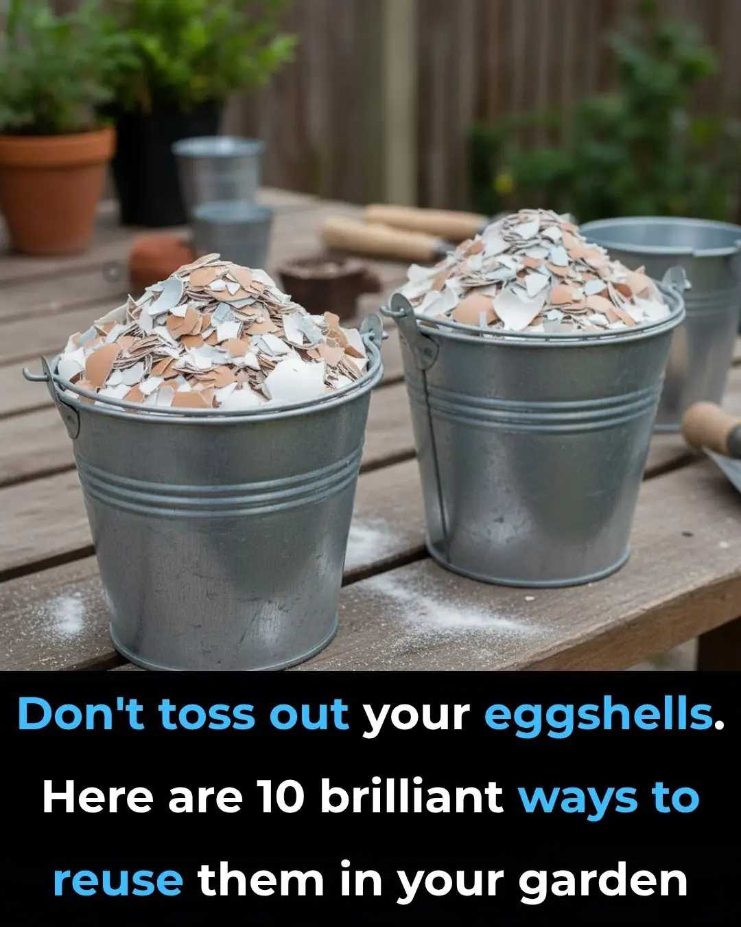 Don’t Toss Out Your Eggshells: 10 Brilliant, Science-Backed Ways to Reuse Them in Your Garden