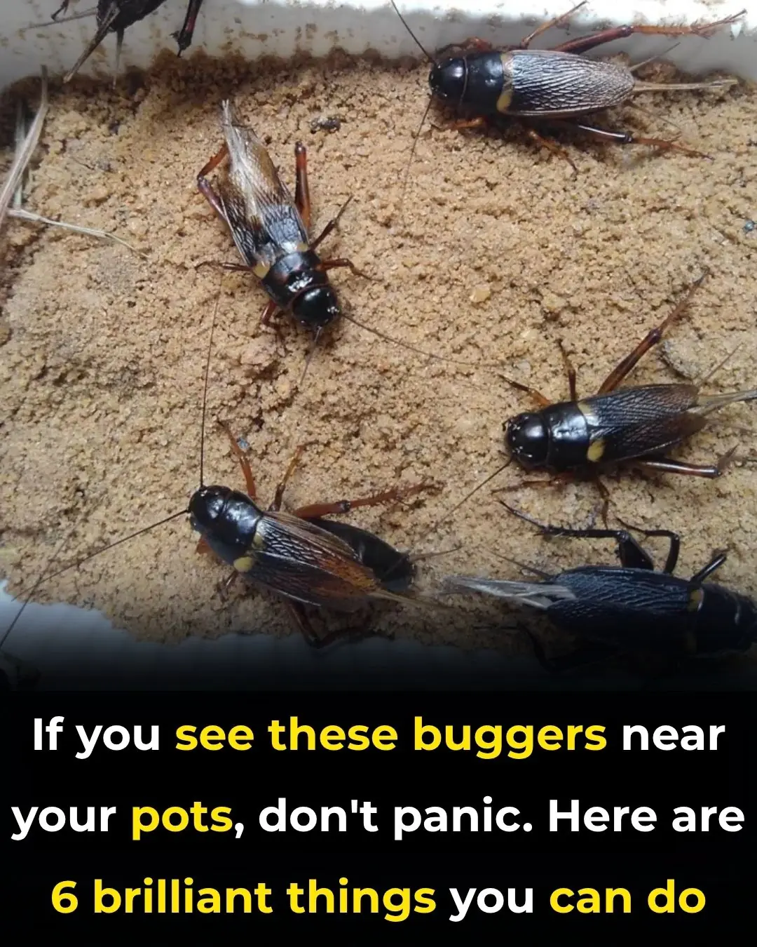 If You See These Buggers Near Your Pots, Don’t Panic — Here Are 6 Brilliant Things You Can Do