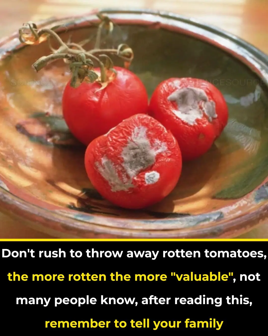 Don’t Be Too Quick to Throw Away Rotten Tomatoes – The More Rotten They Are, the More Useful They Become! Few People Know This Trick