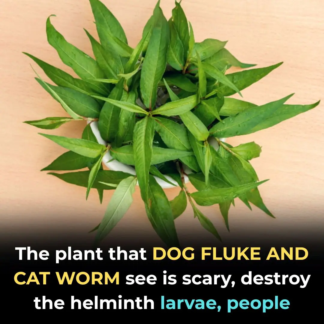 The plant that DOG FLUKE AND CAT WORM see is scary, destroy the helminth larvae, people