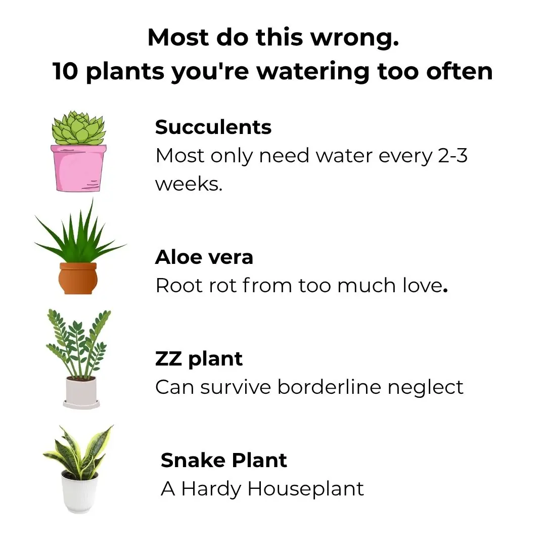 Most do this wrong. 10 plants you’re watering too often