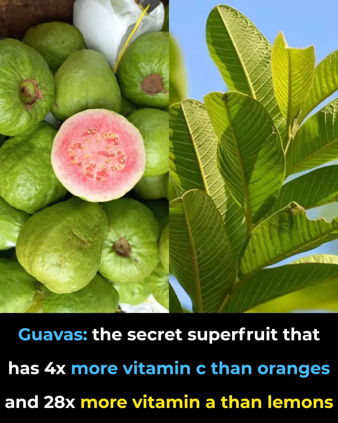 The Impressive Health Benefits of Guava Fruit and Leaves & How to Eat Guava (Evidence Based)