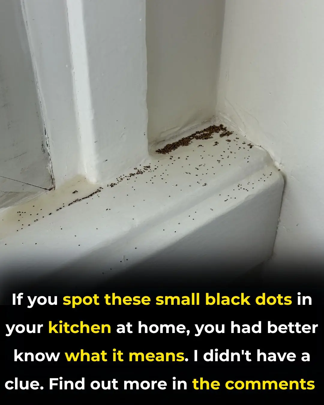 What Are These Strange Black Dots In Your Kitchen