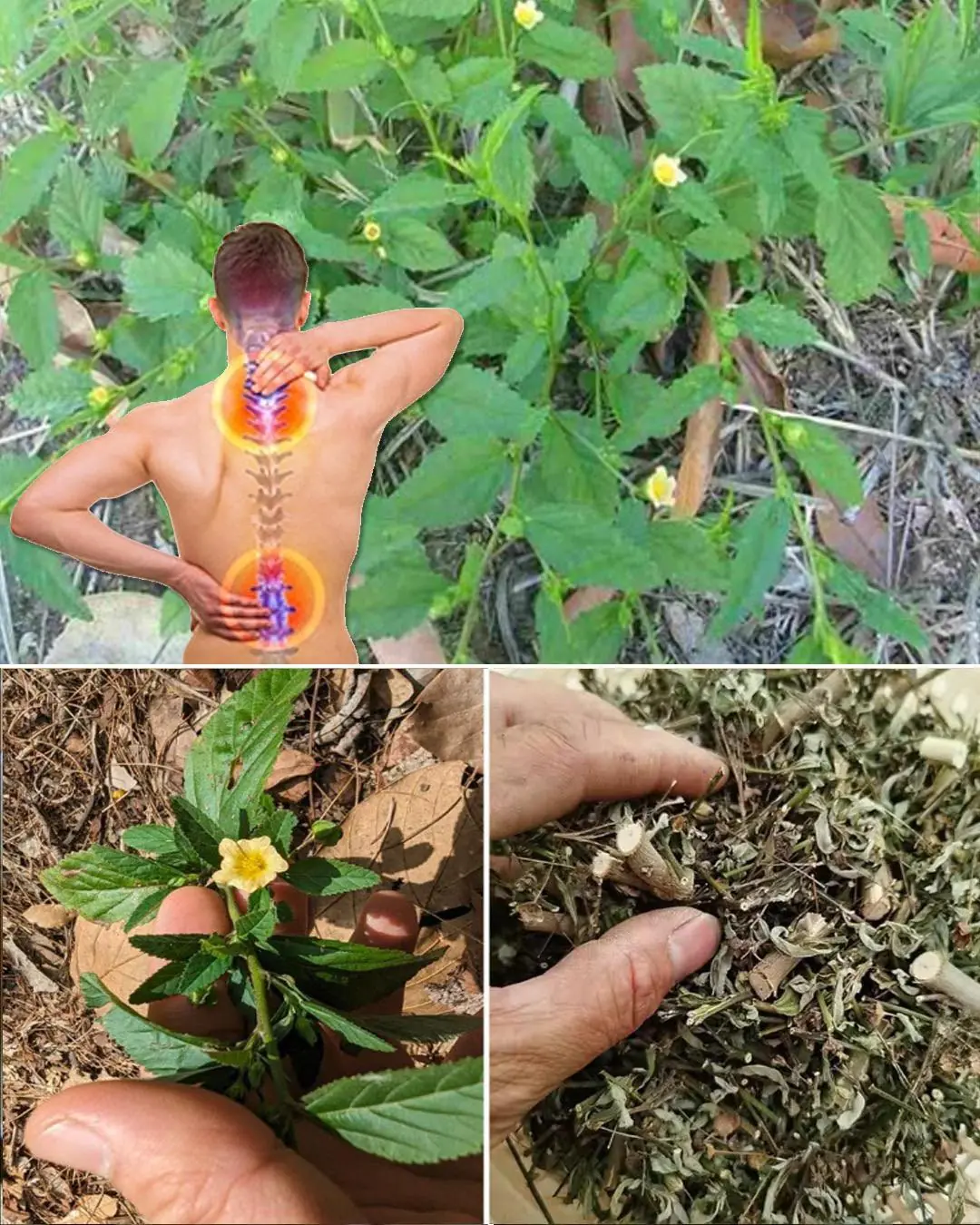 S:ida Acuta: Exploring the Healing Properties of this Herbal Remedy