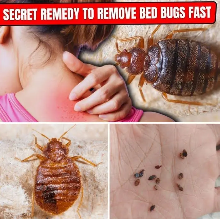 Bed Bugs Hate This! How Diatomaceous Earth and Cloves Can Wipe Them Out
