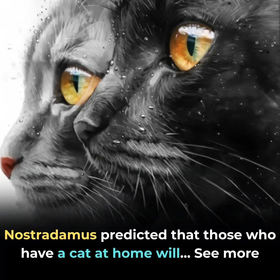 Nostradamus’s Predictions About Cats In The Home