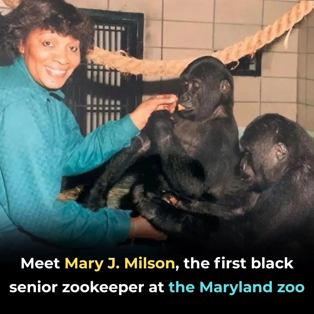 Meet Mary J. Wilson, The First Black Senior Zookeeper At The Maryland Zoo