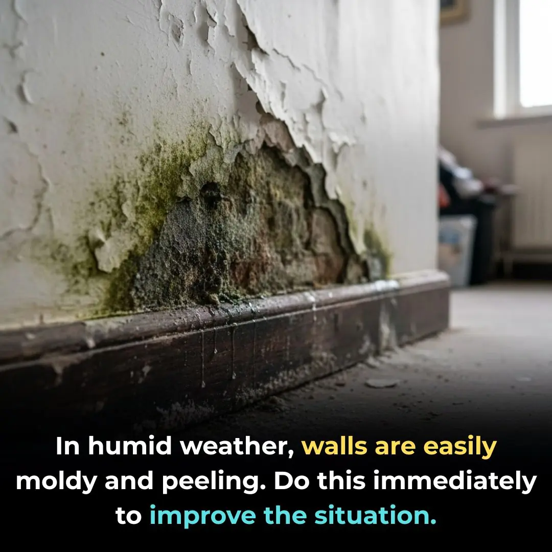 In humid weather, walls are easily moldy and peeling. Do this immediately to improve the situation.