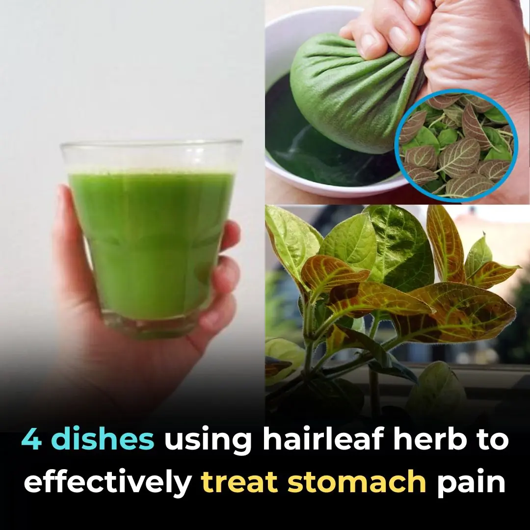 4 dishes using hairleaf herb to effectively treat stomach pain