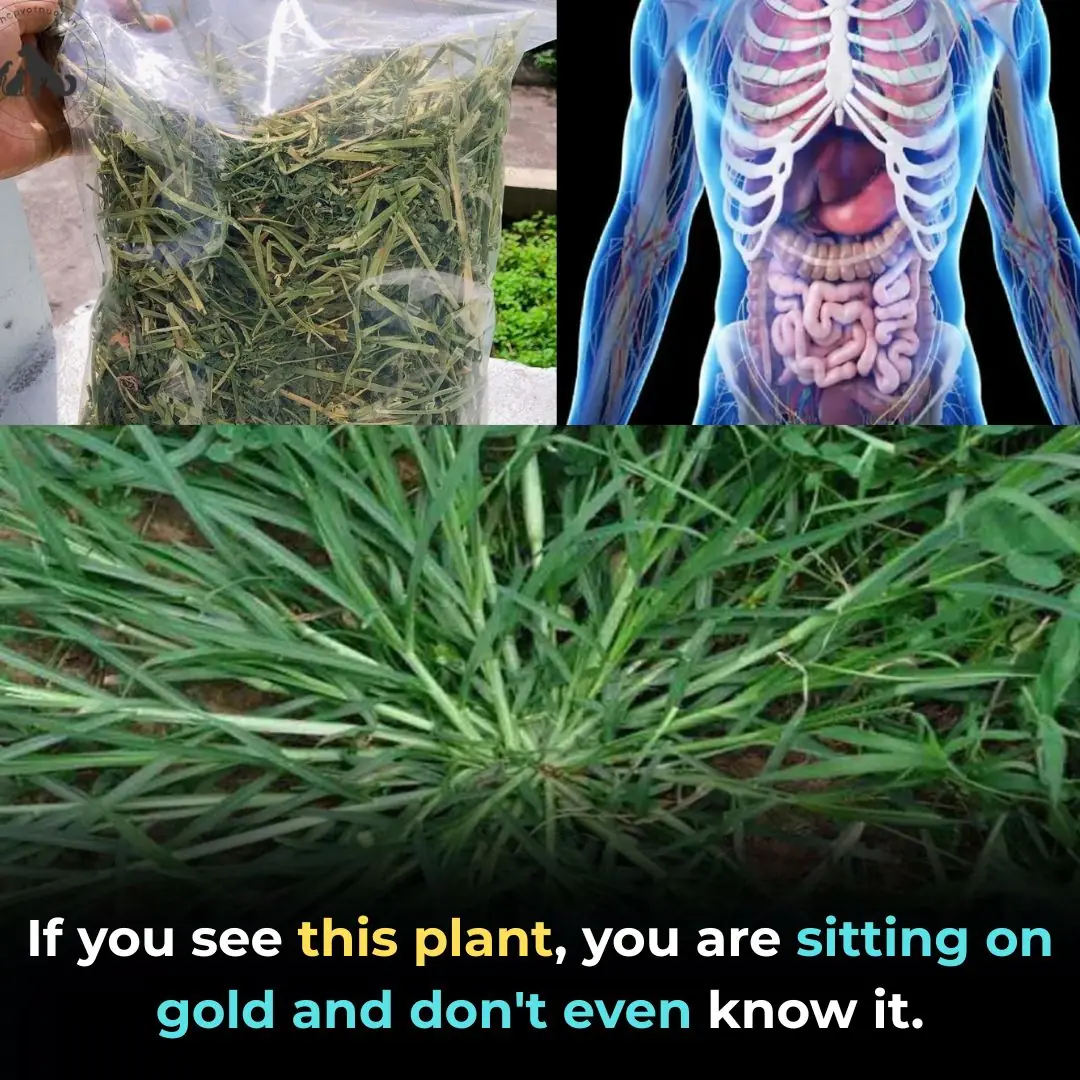 If you see this plant, you are sitting on gold and don't even know it.