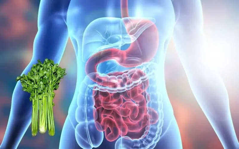 Eat Celery Regularly for a Healthier Digestive System and Lower Blood Sugar Levels