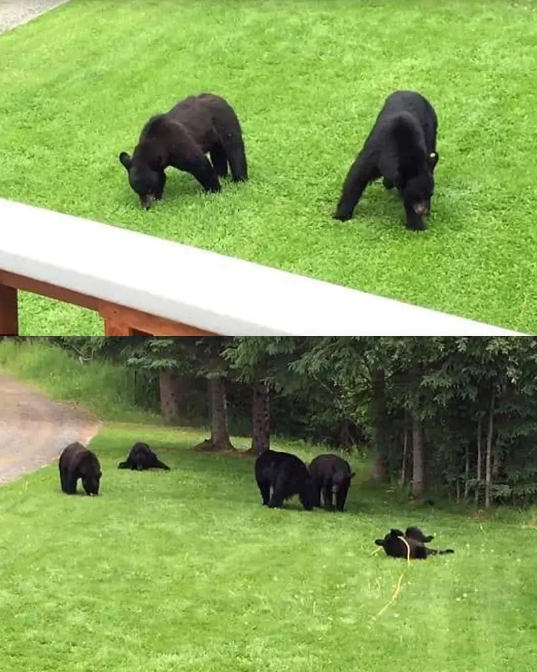 The Day the Backyard Became a Wild Meadow.