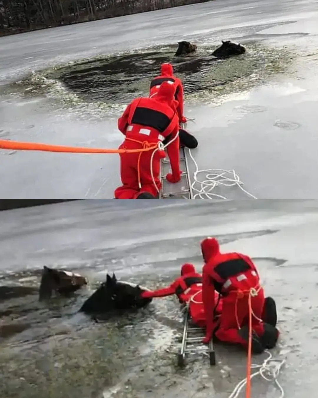 The Ice, the Horses, and the Hands That Wouldn’t Let Go.