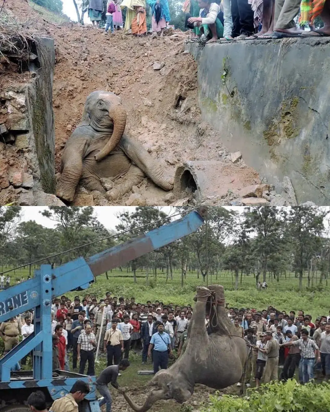 The Drain and the Dawn: The Day a Village Fought for One Life.