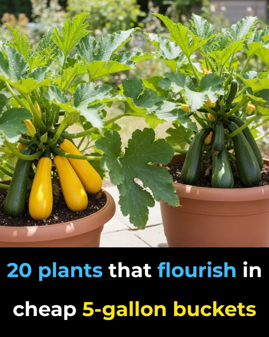 20 Plants That Thrive in Cheap 5-Gallon Buckets