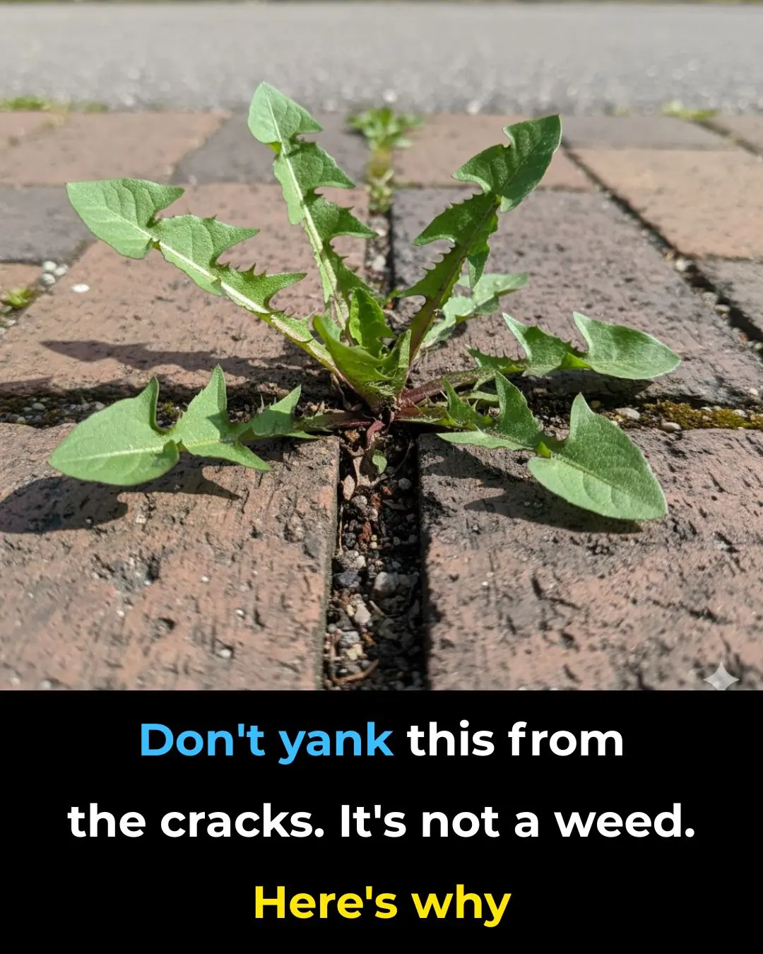 Don’t Yank This from the Cracks: Why Dandelions Deserve a Second Look