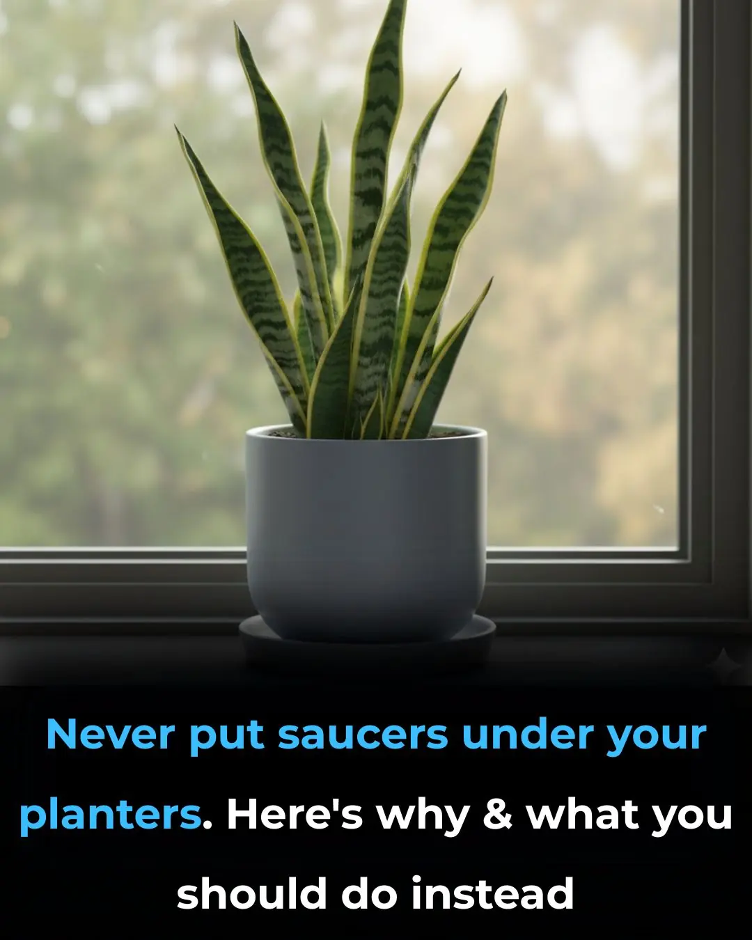 Ooops, Guess I’ve Been Doing This Wrong: Why You Should Rethink Using Saucers Under Planters