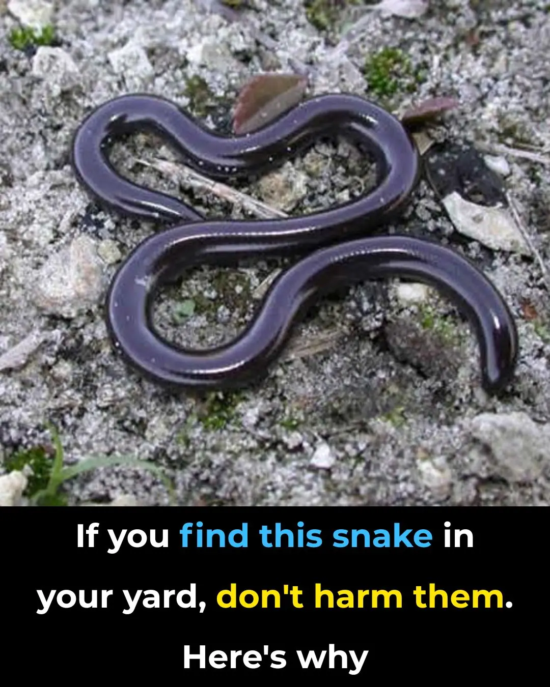 If You Find This Snake in Your Yard, Don’t Harm It — Here’s Why