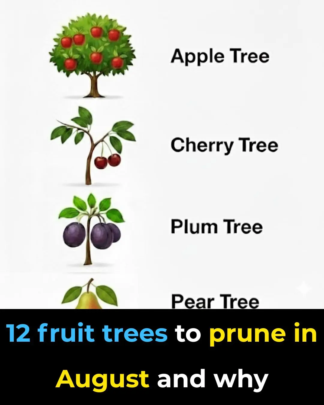 12 Fruit Trees You Must Prune in August — and the Science Behind It