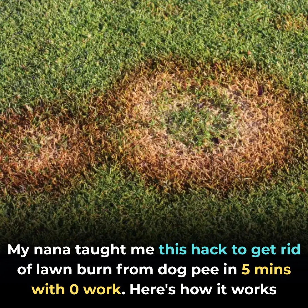 My nana taught me this hack to get rid of lawn burn from dog pee in 5 mins with 0 work. Here’s how it works